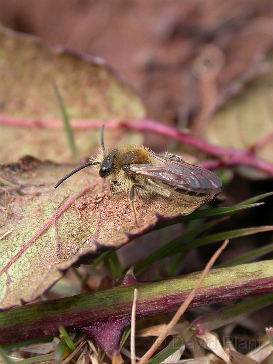 Andrena species1 - A.jpg - Andrena species - Bath
